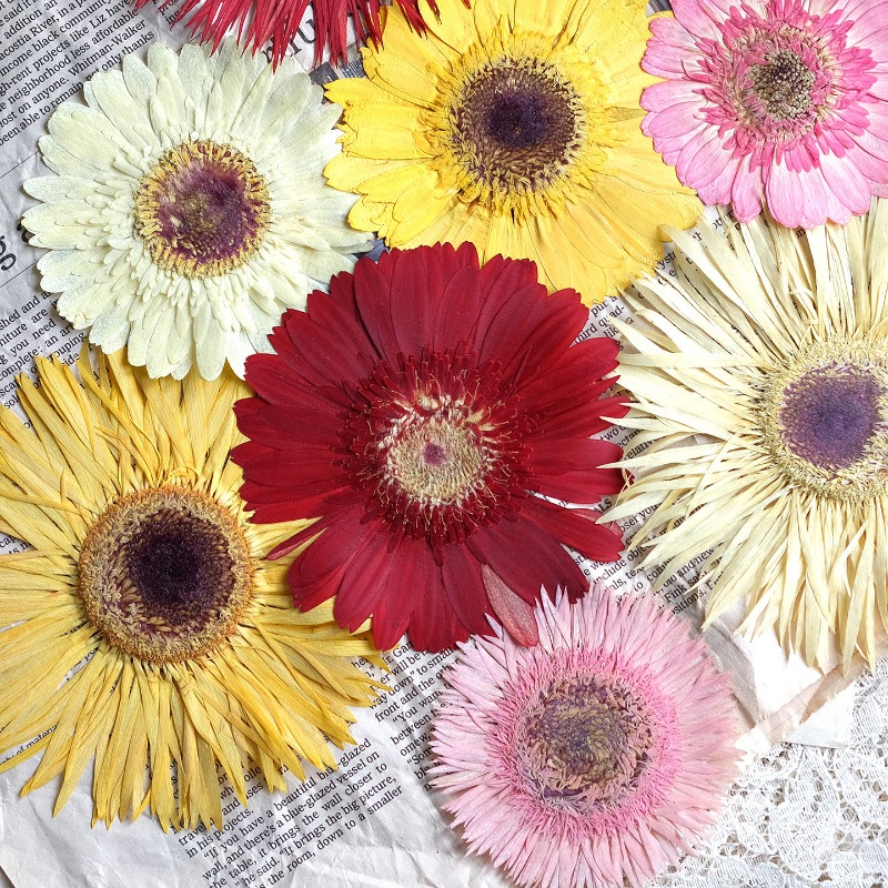 1pcs/7-9cm, Bunga Gerbera Keri - Resin Art Phone Case ulasan dan harga