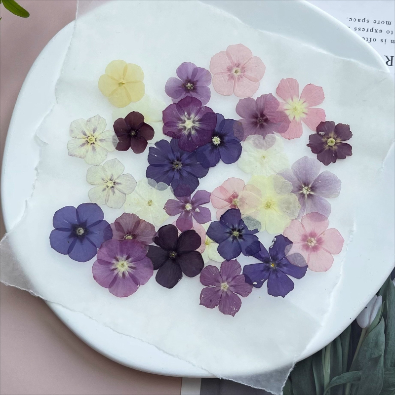 12pcs, Bunga Kering Tekan Semi - Resin Art Phone Case ulasan dan harga