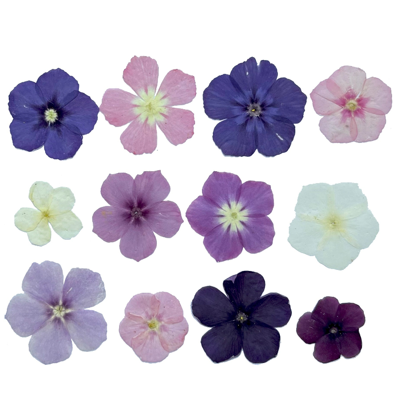 12pcs, Bunga Kering Tekan Semi - Resin Art Phone Case ulasan dan harga